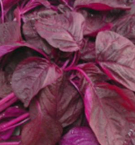 The 5 Benefits of Red Spinach for Bodybuilding